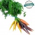 Carottes nouvelles colorés