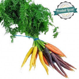 Carottes nouvelles colorés