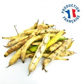 Coco de Paimpol