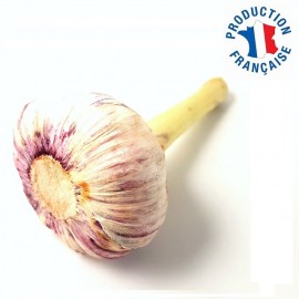 Ail nouveau