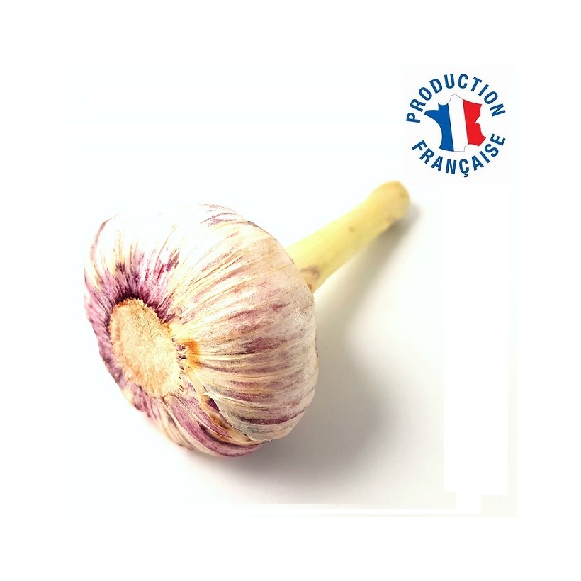 Ail nouveau Ail nouveau
