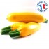 Courgette jaune