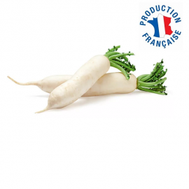 Radis long blanc
