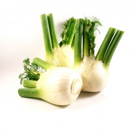Fenouil