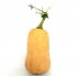 Butternut