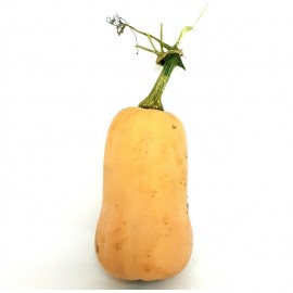 Butternut