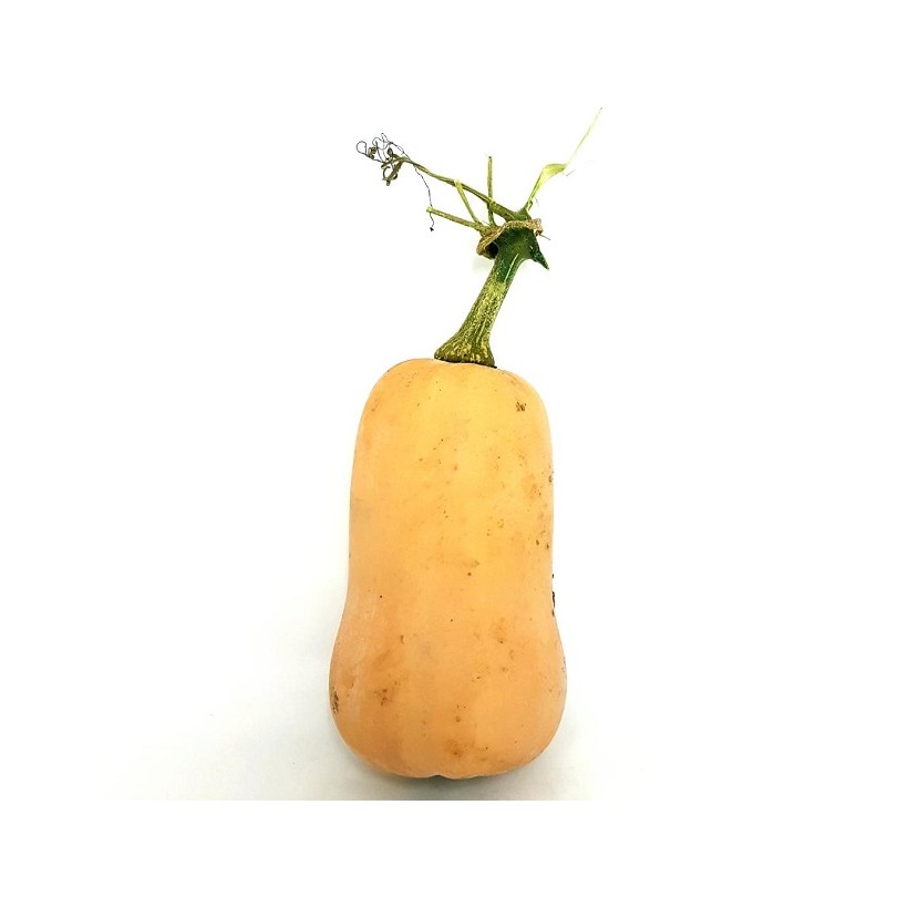 Butternut