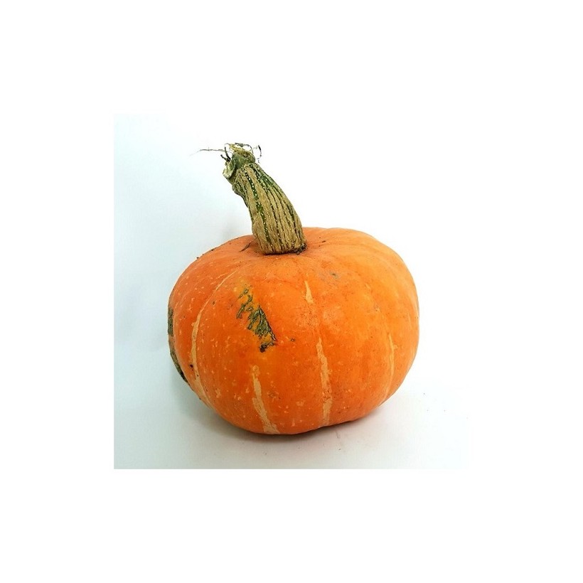 Potimarron
