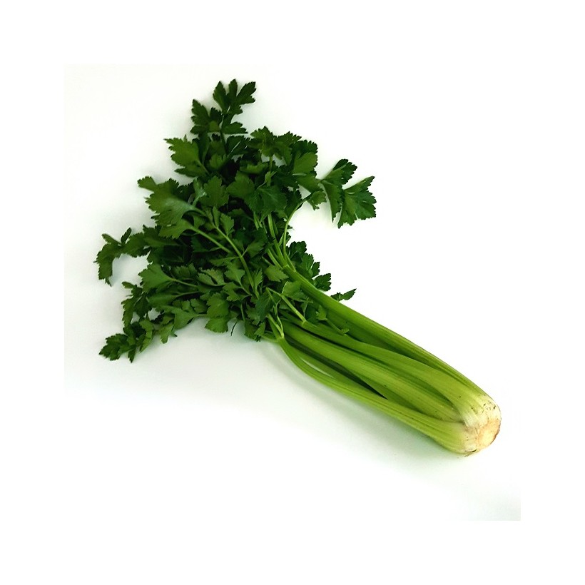 Céléri branche