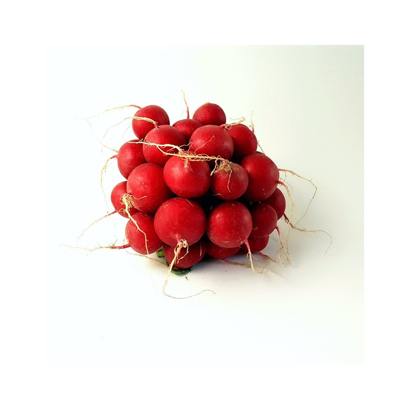 Radis rond rouge