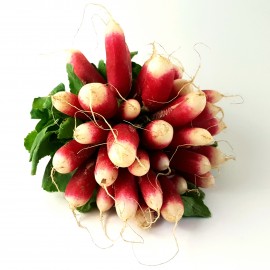 Radis Blanc/Rouge