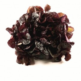 Feuille de chêne rouge