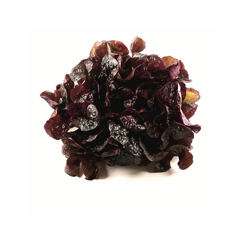 Feuille de chêne rouge