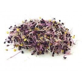 Germes de radis rouge