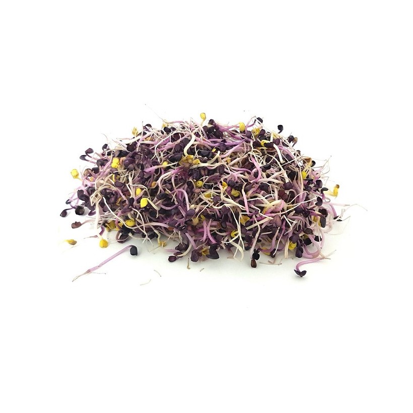 Germes de radis rouge