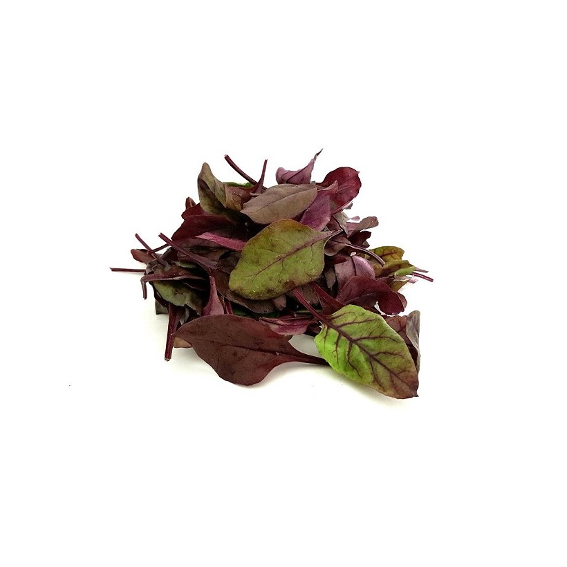 Jeune pousse de betterave rouge