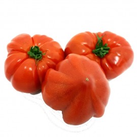 Tomate Cœur de Bœuf