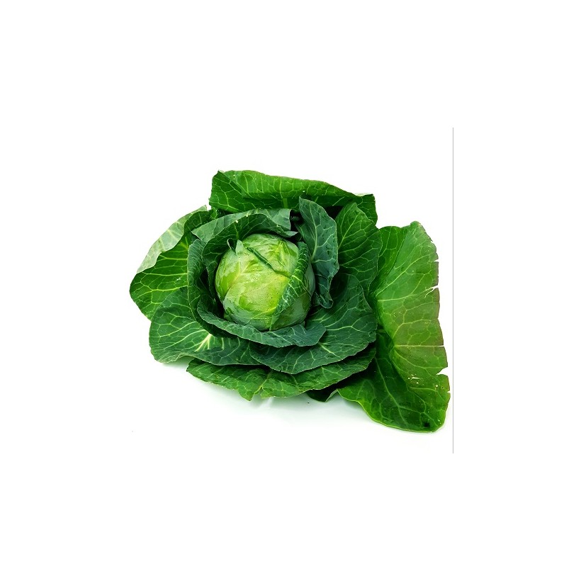 Chou nouveau Chou nouveau