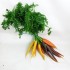 Carottes nouvelles colorés