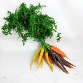 Carottes nouvelles colorés