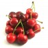 Cerise
