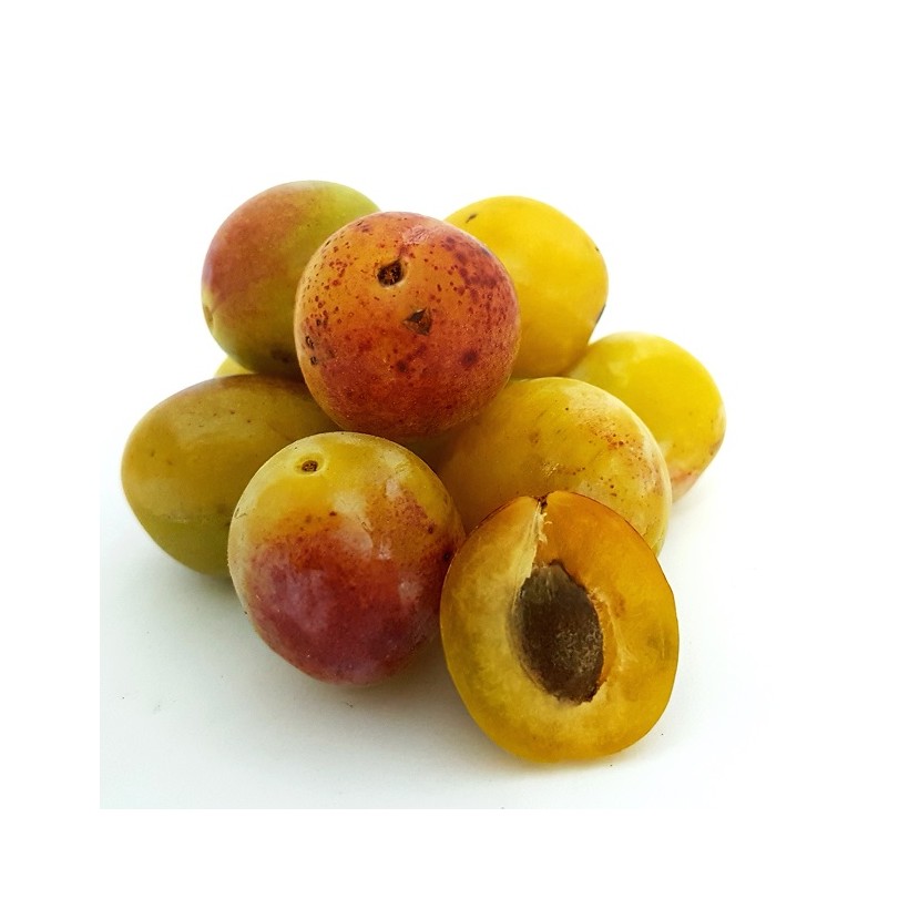 Mirabelle Mirabelle