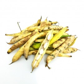 Coco de Paimpol