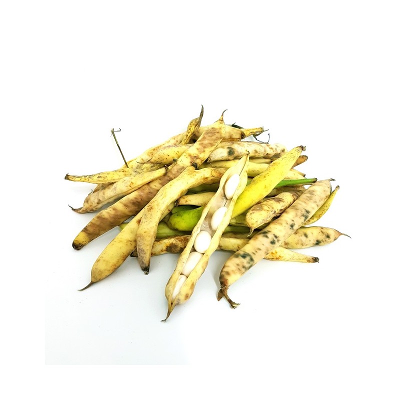 Coco de Paimpol